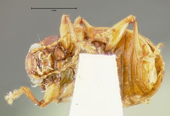 Media type: image;   Entomology 5063 Aspect: habitus ventral view